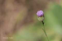 Tricholepis glaberrima